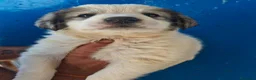 Mastín Español perros en venta: Mastin - Anuncio 4