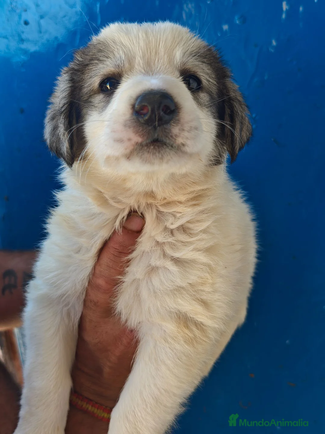 Mastín Español perros en venta: Mastin - Anuncio 4