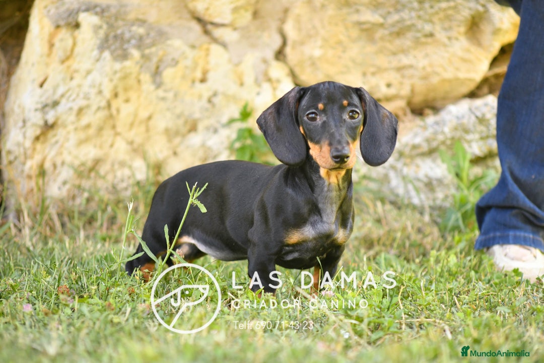 Teckel perros en venta: Teckel 🌭 Pequeños de patas, grandes de alma en Burgos - Imagen 6