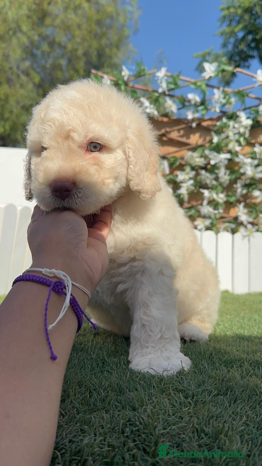 Perro de Agua Español perros en venta: PERRO DE AGUA ESPAÑOL - Anuncio 6