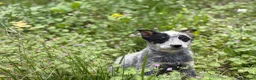 Boyero de Australia perros en venta: 🐾🐾🐾  Australian Cattle Dog 🐾🐾🐾 - Anuncio 6