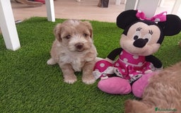 Maltipoo perros en venta: Preciosos ejemplares toy - Imagen 5