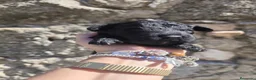 Perro de Agua Español perros en venta: Cachorros perros de agua en Zaragoza - Anuncio 4