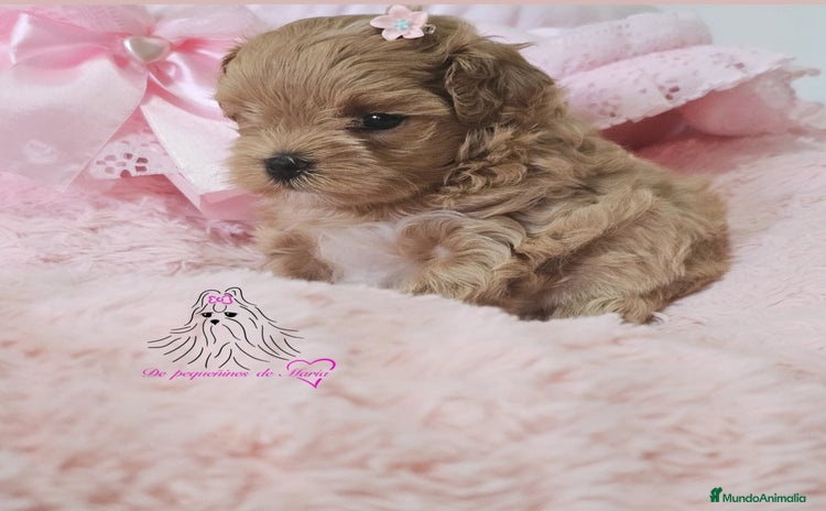Maltipoo perros - Anuncio 4