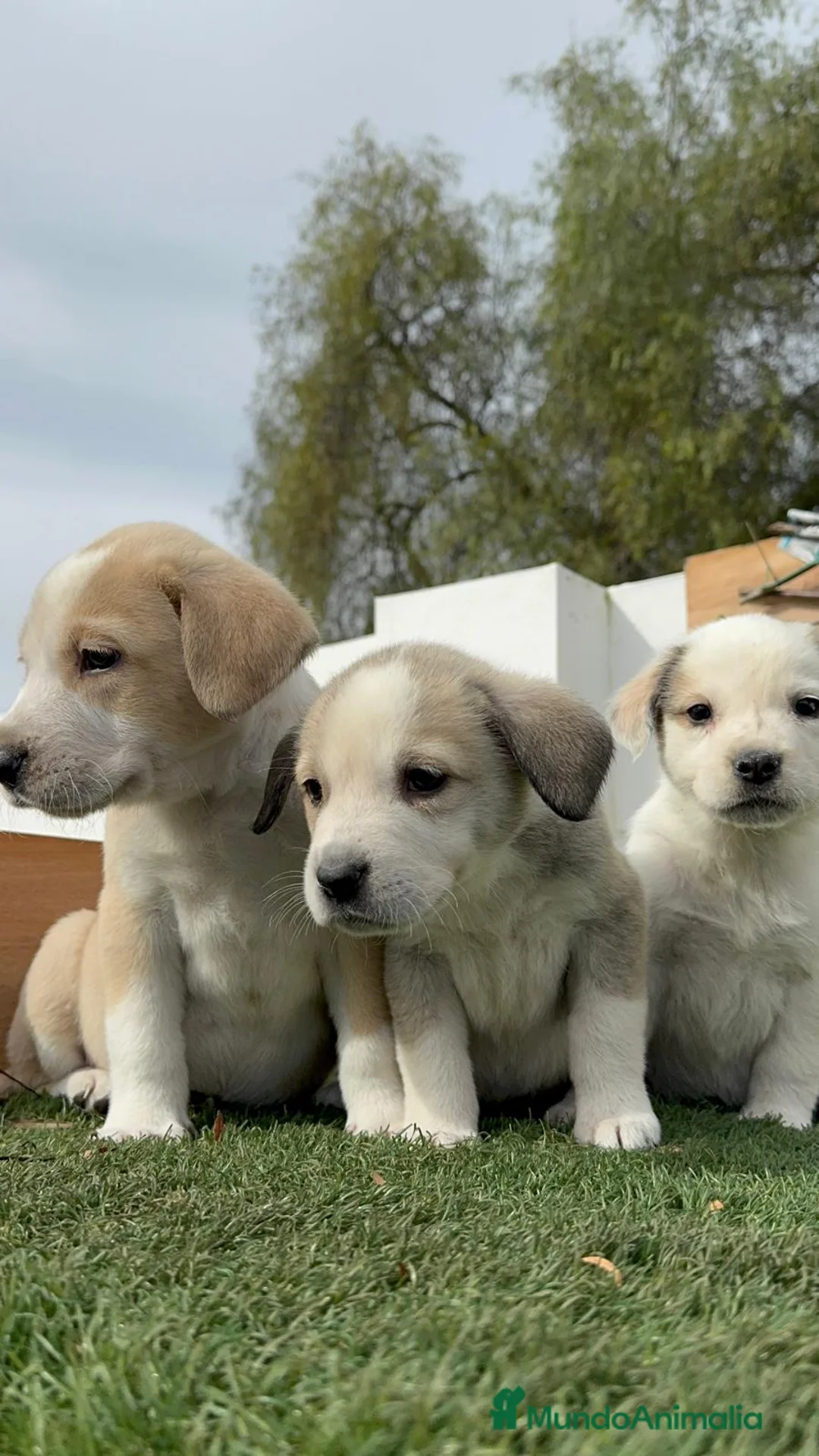 Mastín Español perros en venta: MASTIN ESPAÑOL HEMBRAS - Anuncio 19