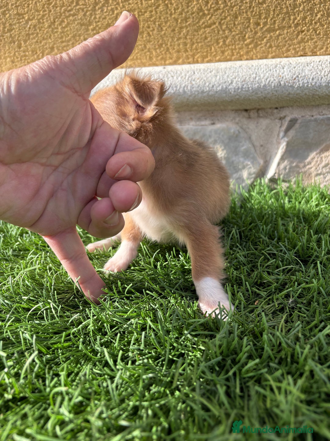 Chihuahua perros en venta: Chihuahua mini Toy pelo largo chocolate - Anuncio 21