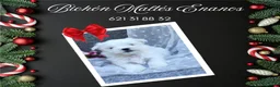 Bichón Maltés perros en venta: PRECIOSOS BICHON MALTES  LINEA TOY - Anuncio 8