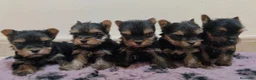 Yorkshire Terrier perros en venta: MAGNIFICOS EJEMPLARES - Anuncio 1