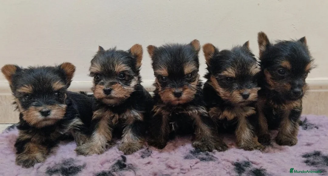 Yorkshire Terrier perros en venta: MAGNIFICOS EJEMPLARES - Anuncio 1