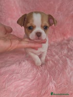 Chihuahua perros Chihuahua miniatura - Anuncio 11