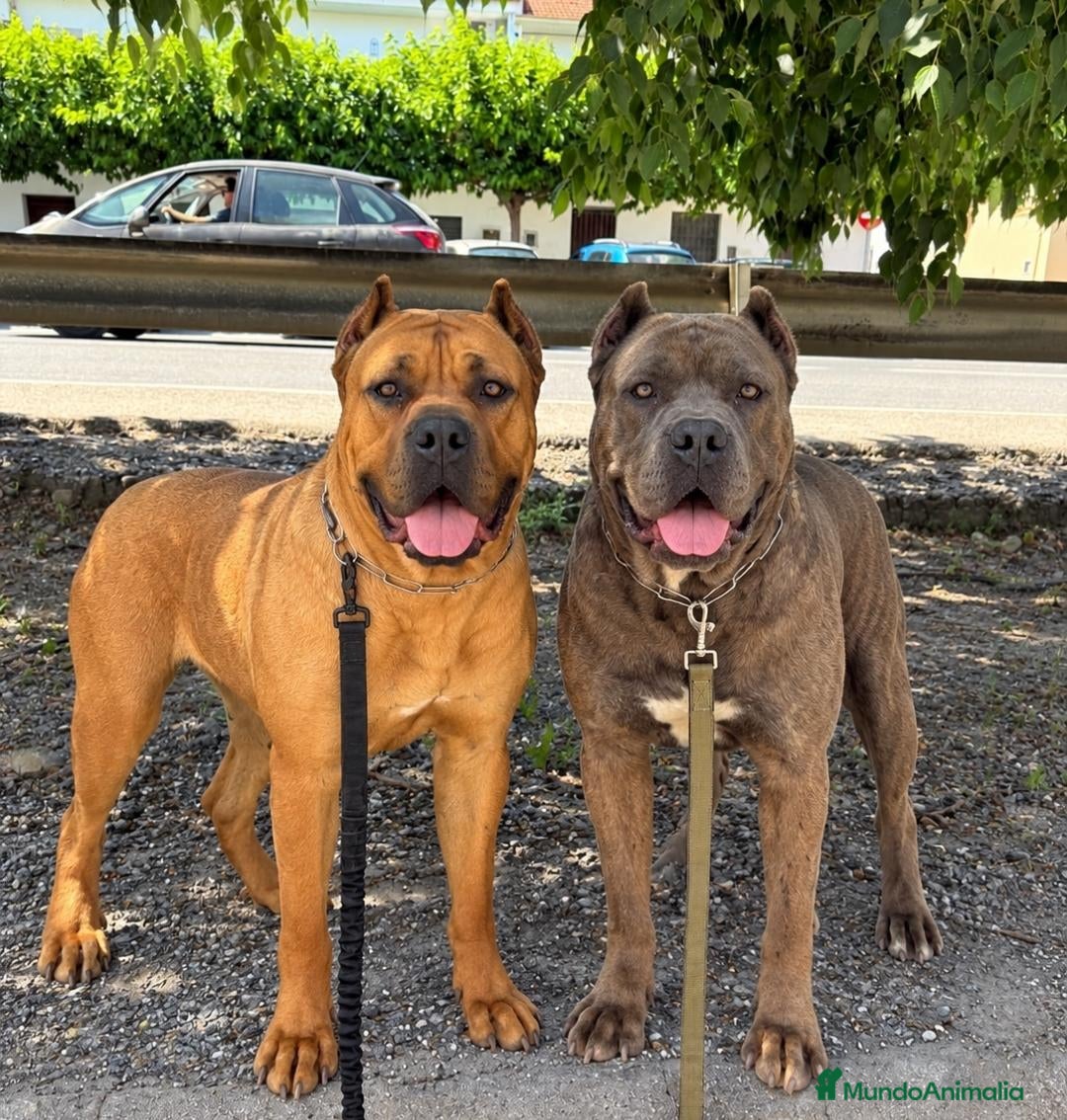 Cane Corso perros CAMADA CANE CORSOS - Anuncio 2