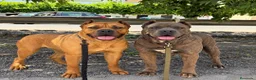 Cane Corso perros en venta: CAMADA CANE CORSOS - Anuncio 1