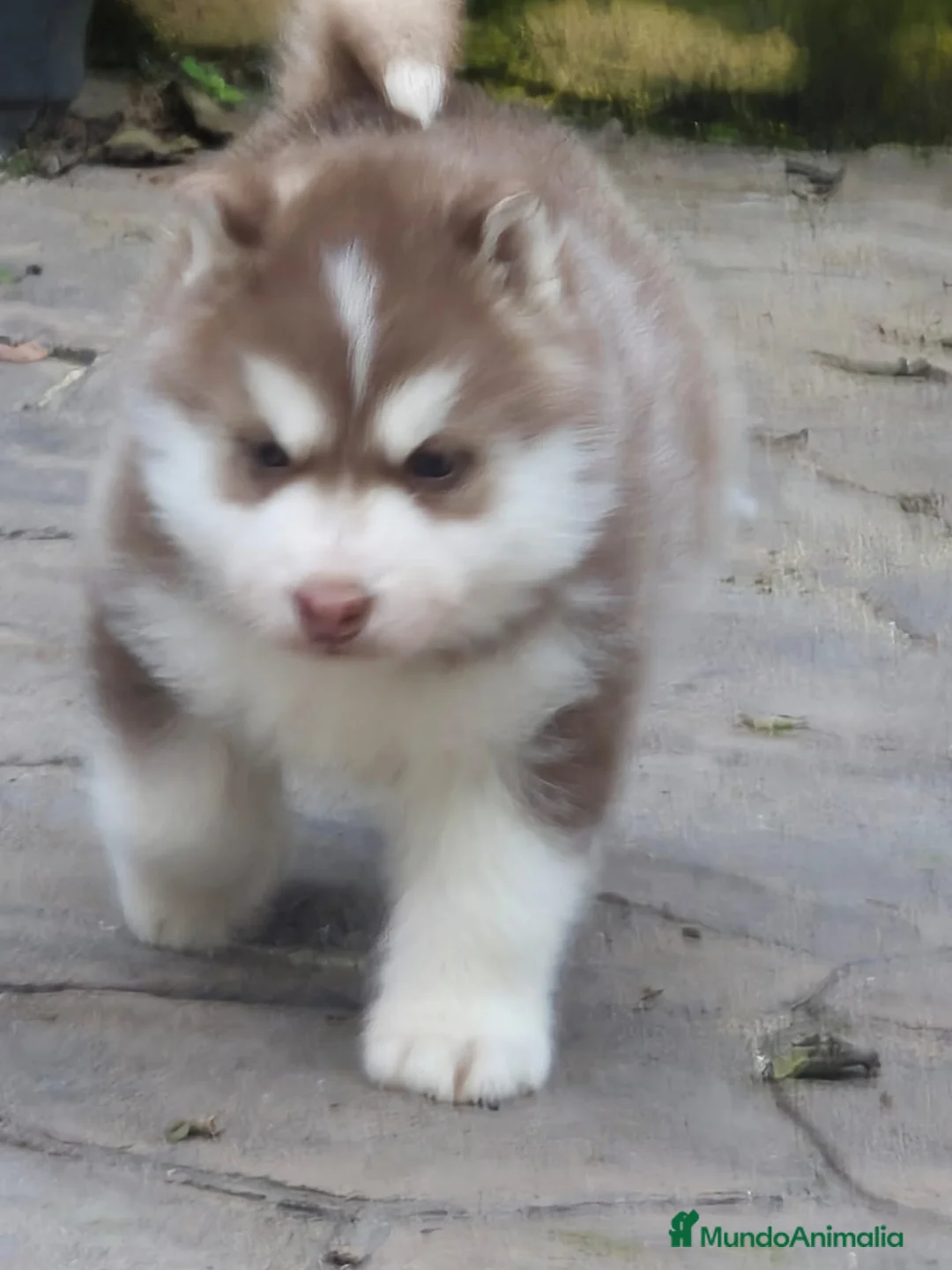Husky Siberiano perros en venta: Impresionante Husky siberiano - Anuncio 4