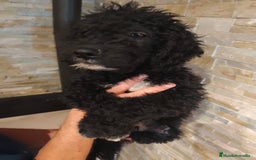 Perro de Agua Español perros en venta: Ultimo macho de la camada - Imagen 4