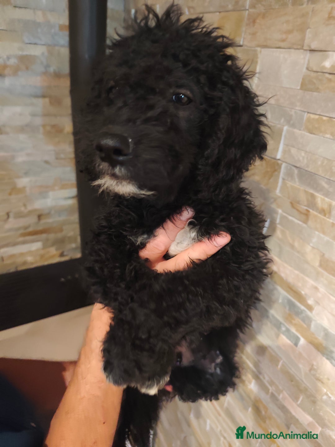 Perro de Agua Español perros en venta: Ultimo macho de la camada - Imagen 4