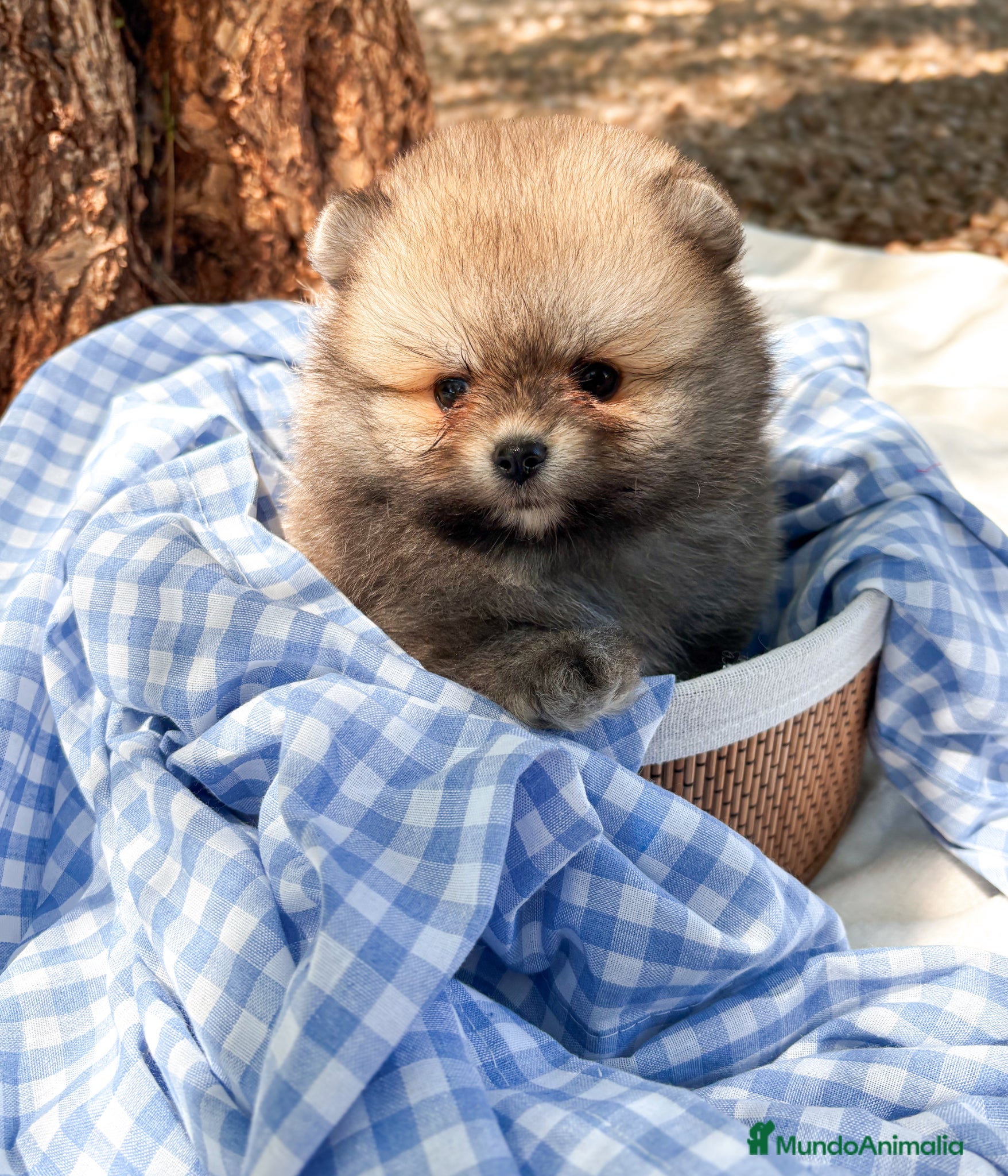 Pomerania perros en venta: Lulú de Pomerania - Anuncio 1