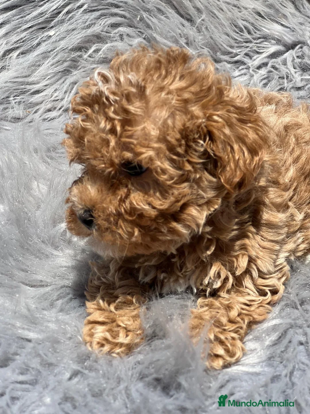 Maltipoo perros en venta: MALTIPOO TOY MUY RIZADITOS - Anuncio 4