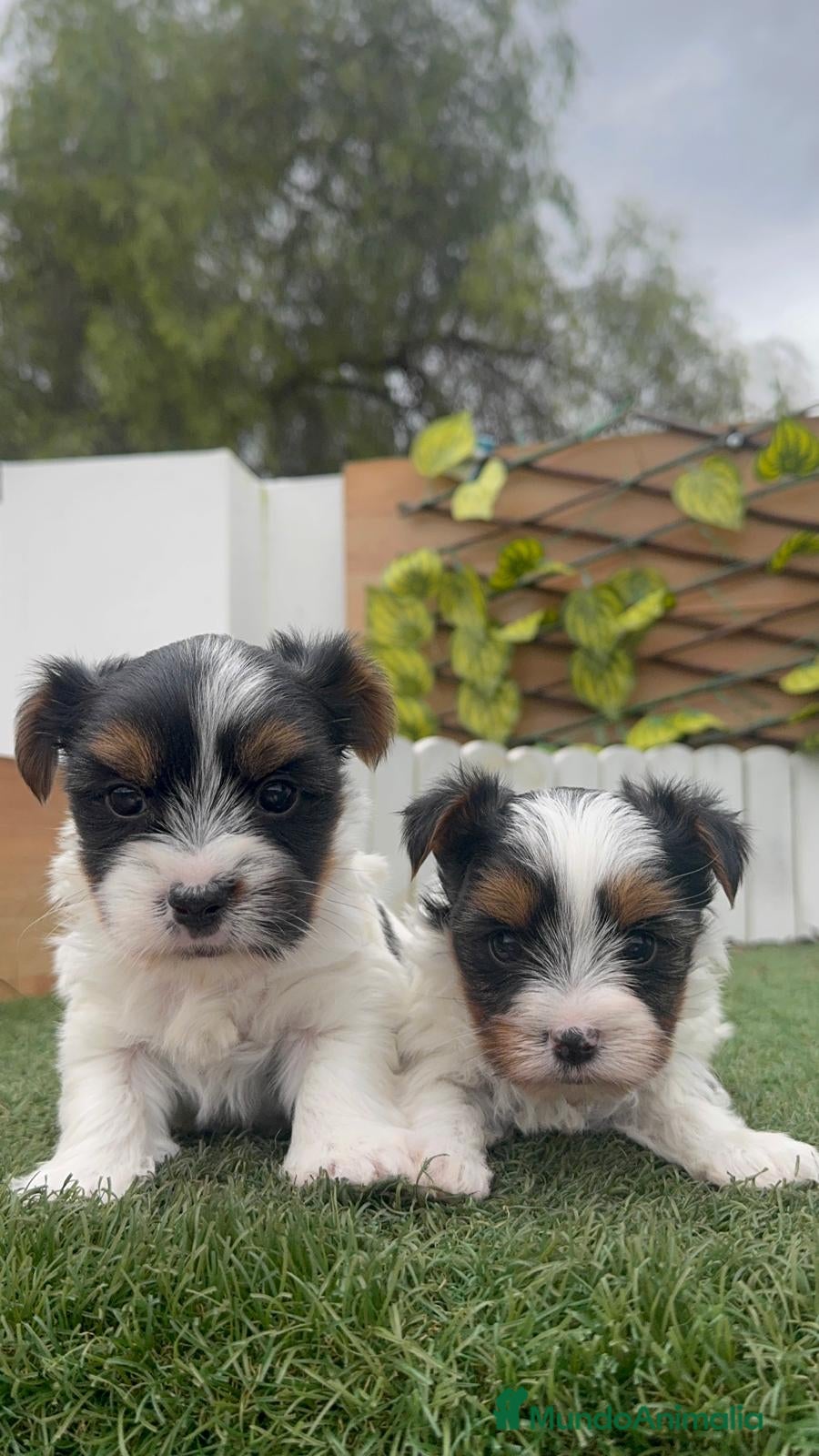 Yorkshire Terrier perros YORKSHIRE BIEWER MACHO - Anuncio 8