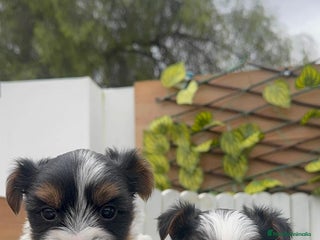 Yorkshire Terrier perros YORKSHIRE BIEWER MACHO - Anuncio 8