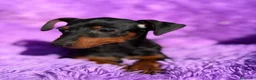 Pinscher Miniatura perros en venta: Minipincher hembra  - Anuncio 4