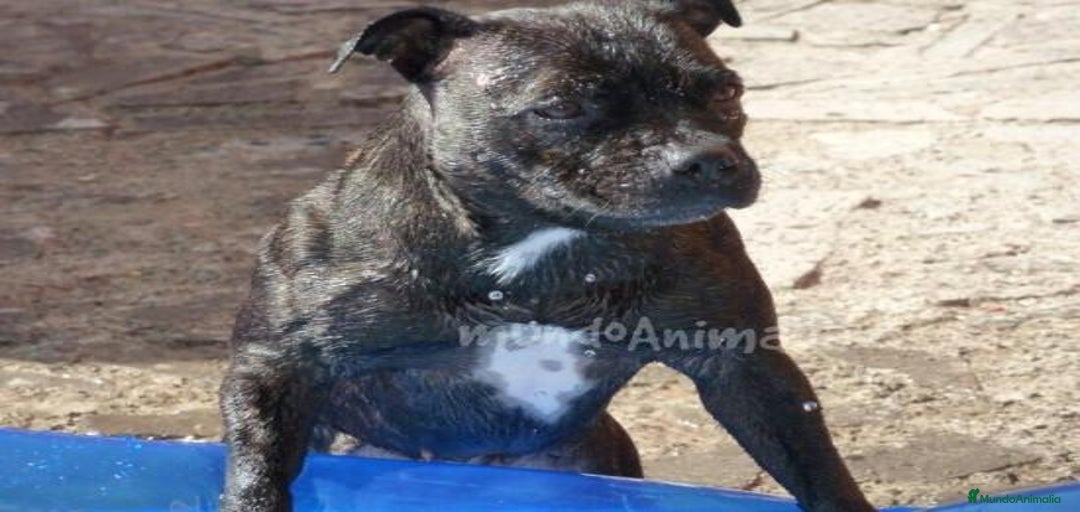 Imagen de galería {{count}}