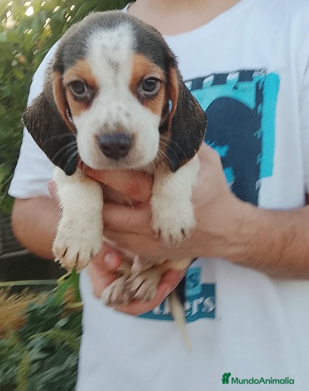 Beagle perros en venta: Cachorros de beagle disponibles 🐶🐾🔥 - Anuncio 6