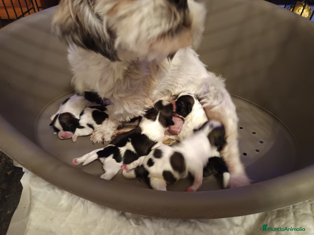 Shih Tzu perros en venta: Shih Tzu de Mumbrafer - Anuncio 4