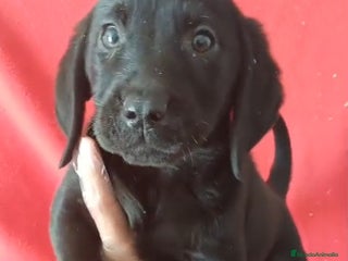 Labrador Retriever perros Labrador Retriever Negro - Anuncio 3