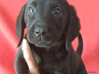 Labrador Retriever perros en venta: Labrador Retriever Negro - Anuncio 2