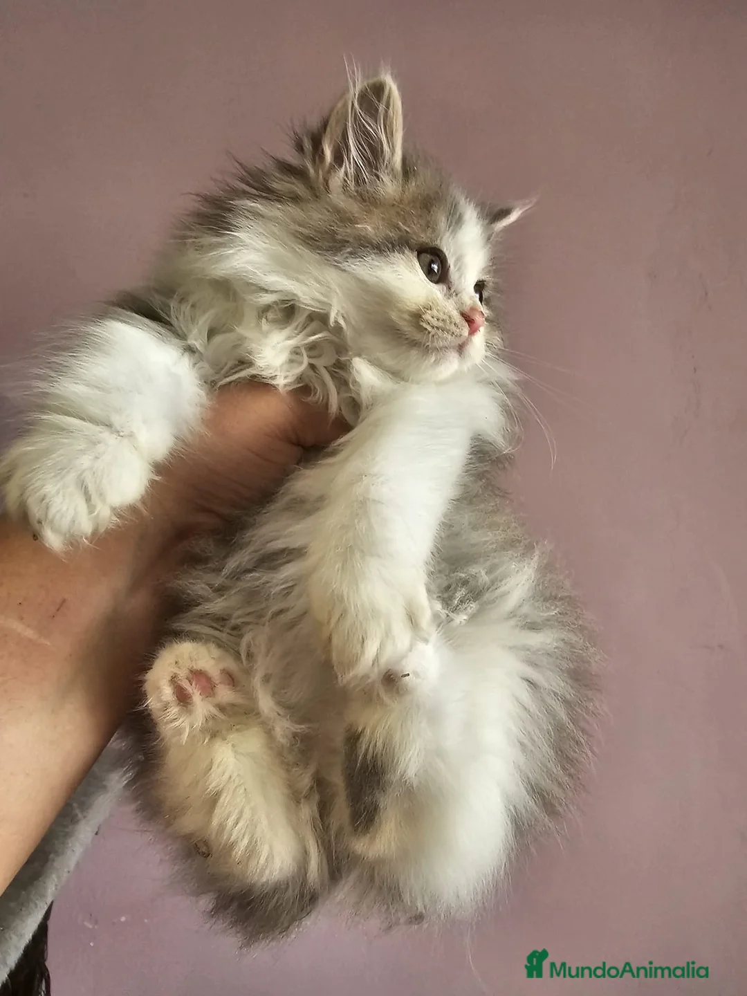 Kurilean Bobtail de Pelo Corto gatos en venta: Hembra Exótica y Hembra Kurilian - Anuncio 10