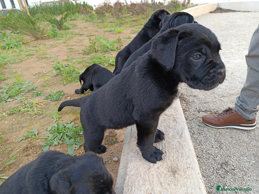 Imagen de galería {{count}}