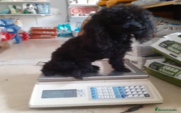 Caniche Toy perros en venta: Caniches toys particolor  - Imagen 9