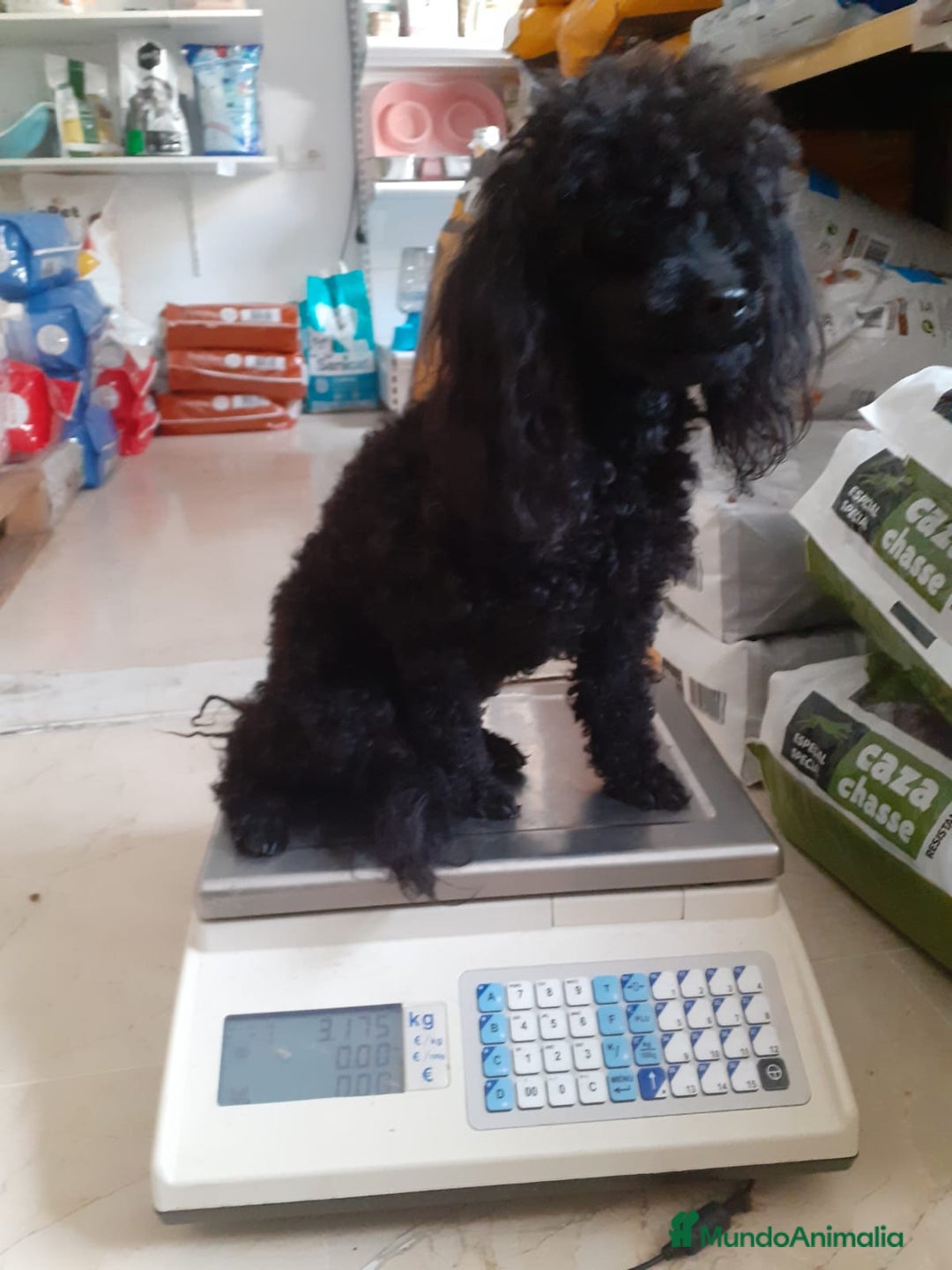 Caniche Toy perros en venta: Caniches toys particolor  - Imagen 9