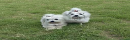 Bichón Maltés perros en venta: Bichon Maltes Toy Coreano - Anuncio 4
