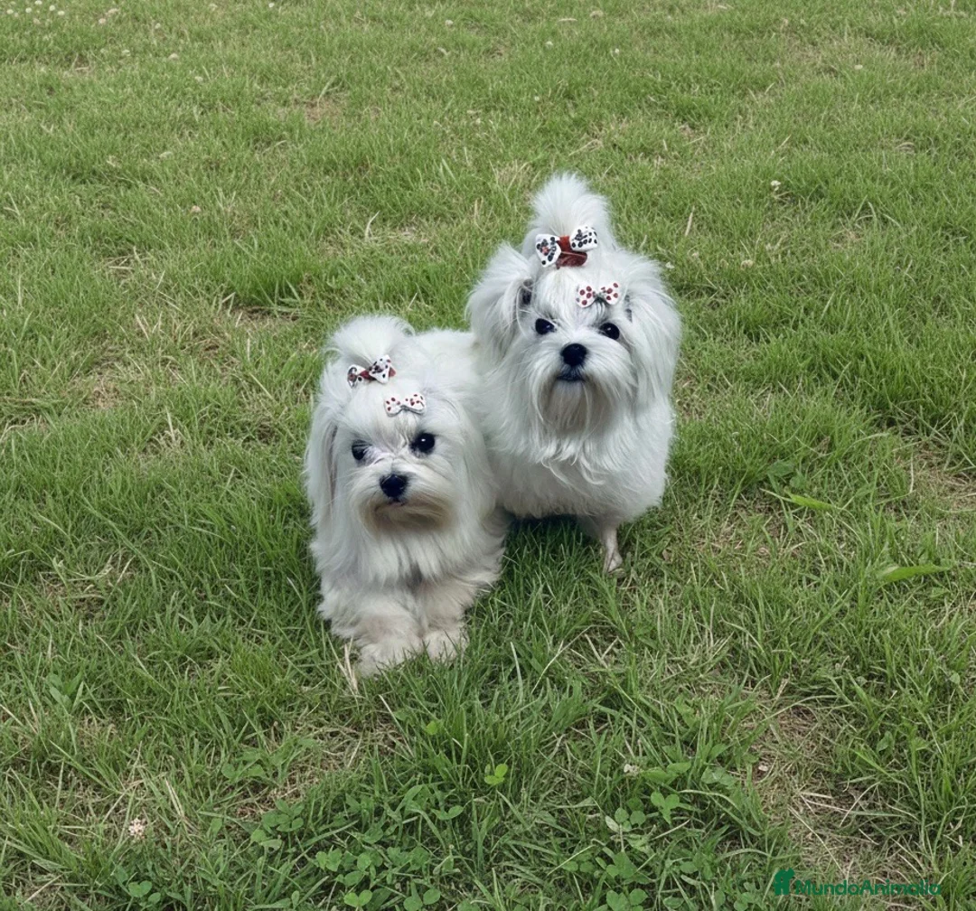 Bichón Maltés perros en venta: Bichon Maltes Toy Coreano - Anuncio 4