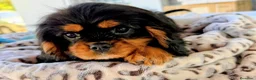 Cavalier King Charles Spaniel perros en venta: Cachorro Cavalier macho negro fuego  - Anuncio 1