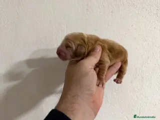 Cocker Spaniel Inglés perros cocker del valle caprice - Anuncio 2