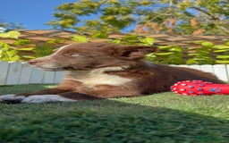 Border Terrier perros en venta: BORDER COLLIE - Anuncio 10