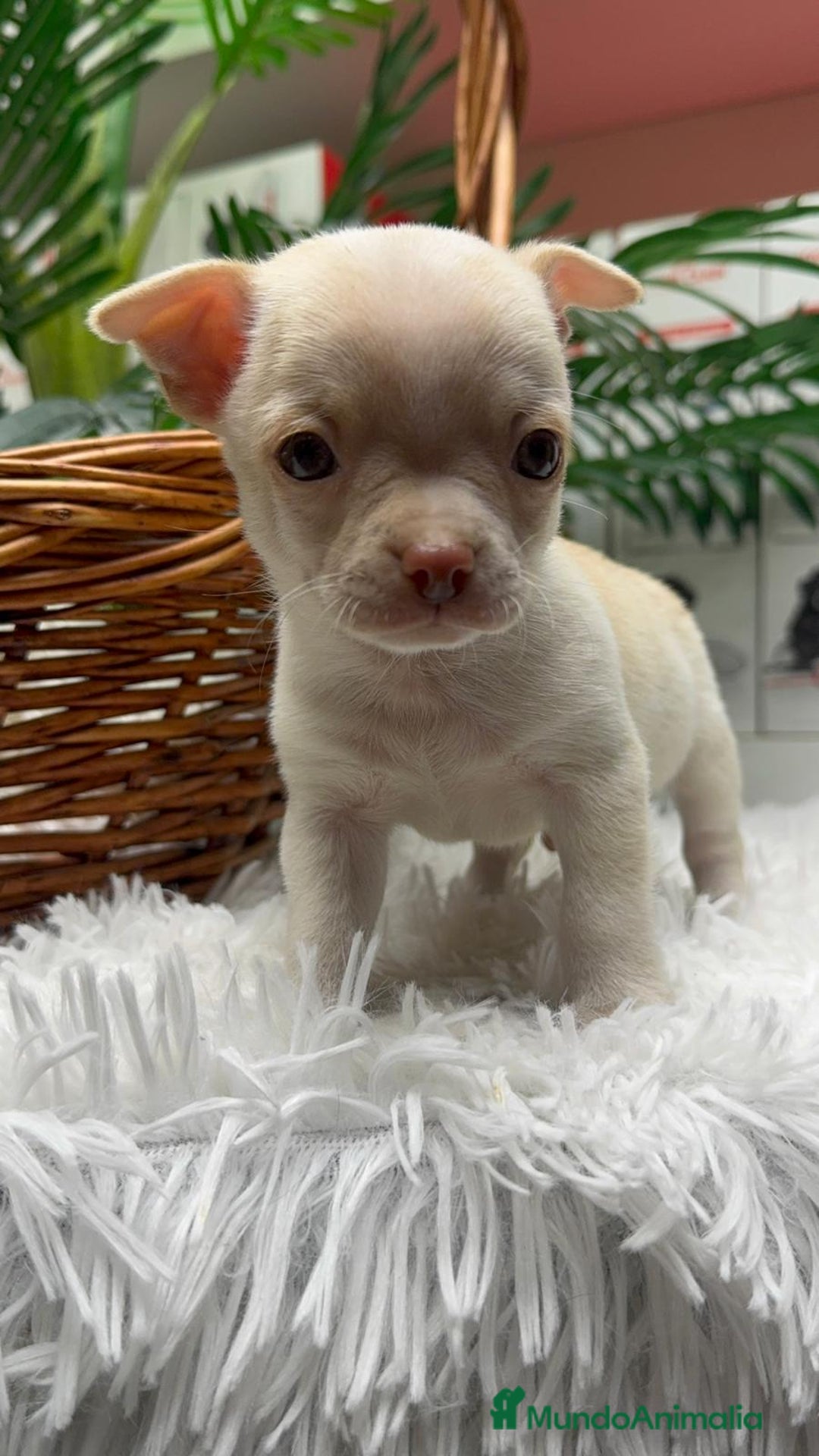 Chihuahua perros en venta: CHIHUAHUA MACHO - Anuncio 5