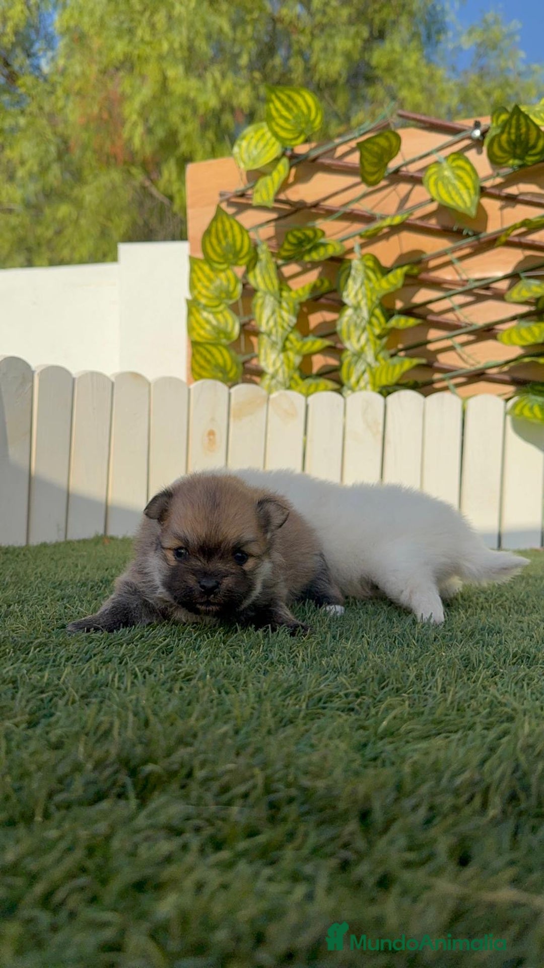 Pomerania perros en venta: POMERANIAS HEMBRAS - Imagen 4
