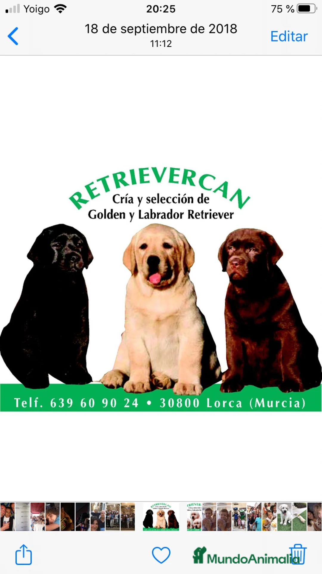 Labrador Retriever perros en venta: Cachorros labrador chocolate con pedigree  - Anuncio 2