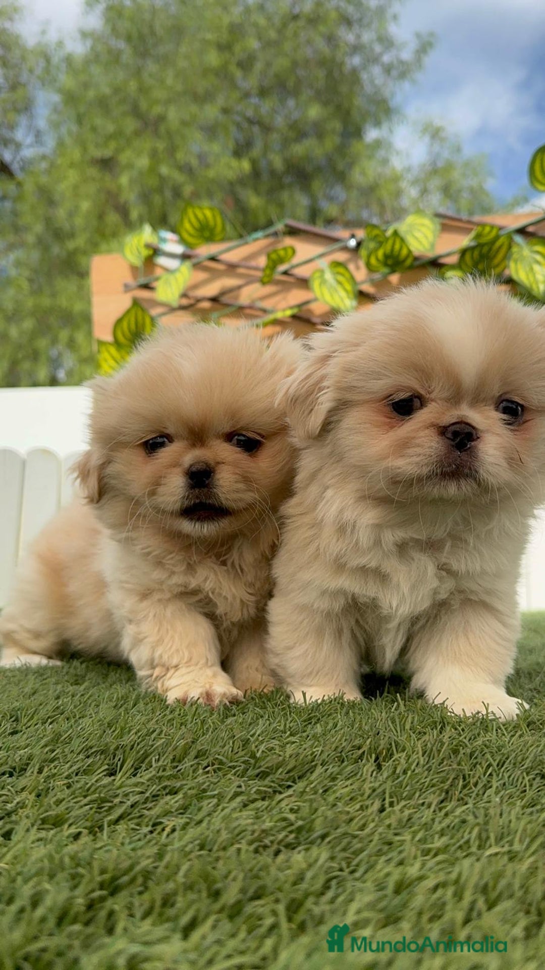 Pekinés perros en venta: PEKINES HEMBRAS - Imagen 20