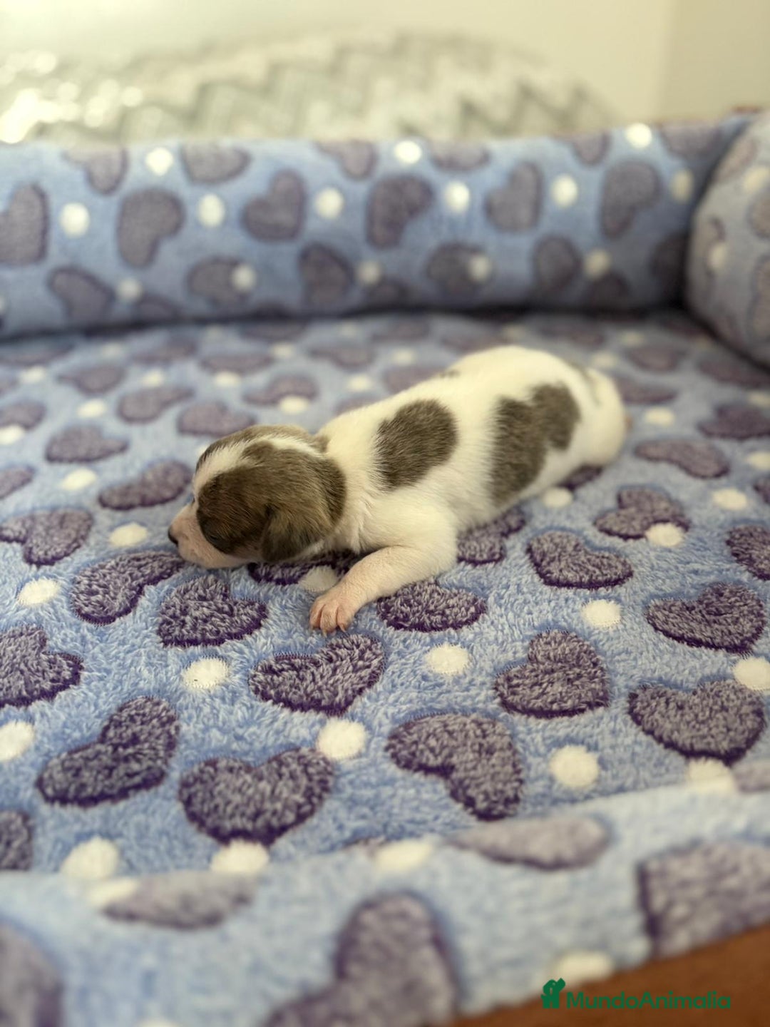 Raza Mixta perros en venta: CHIWHIP - Imagen 7