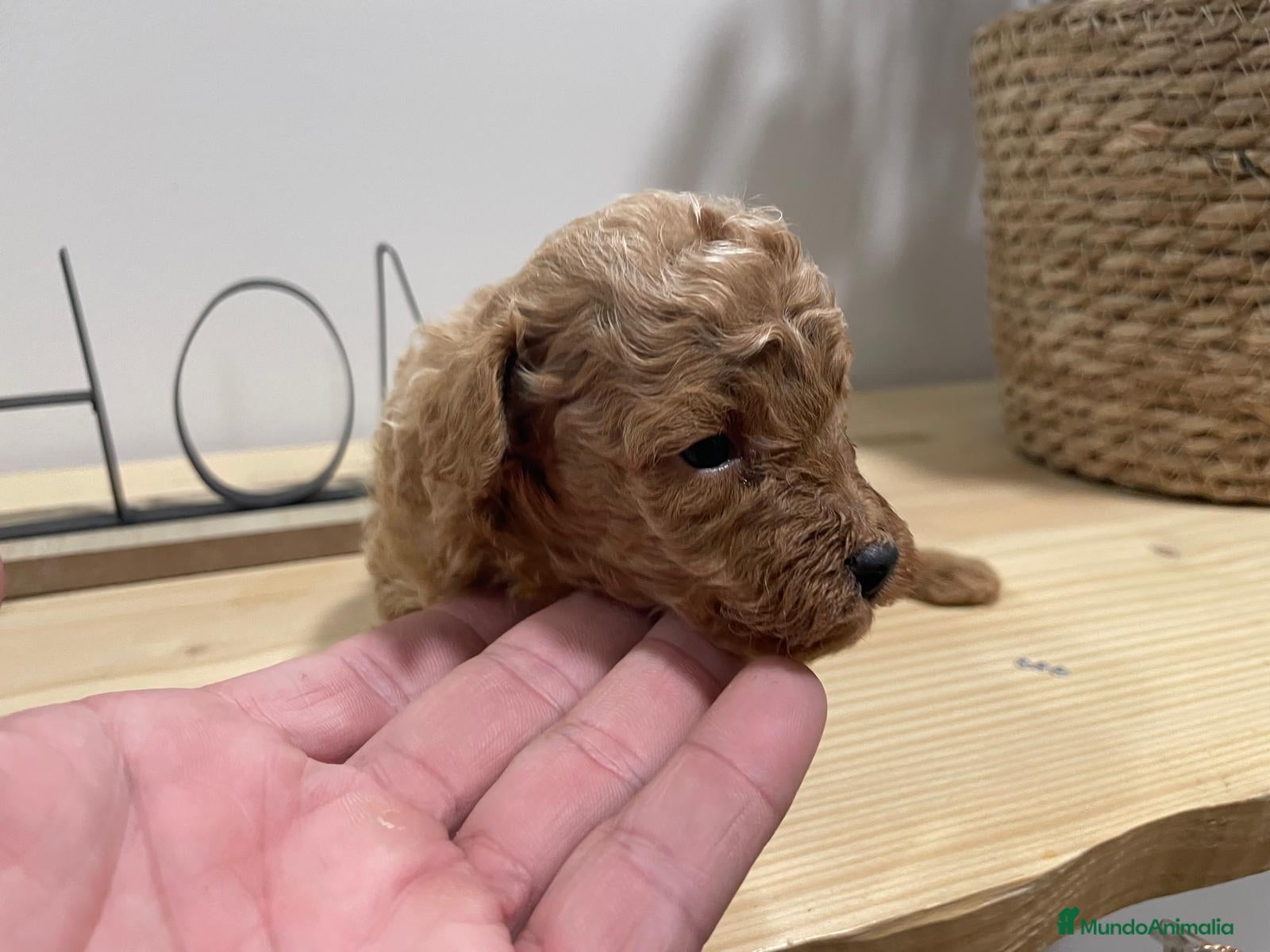 Caniche Toy perros caniche  - Anuncio 1