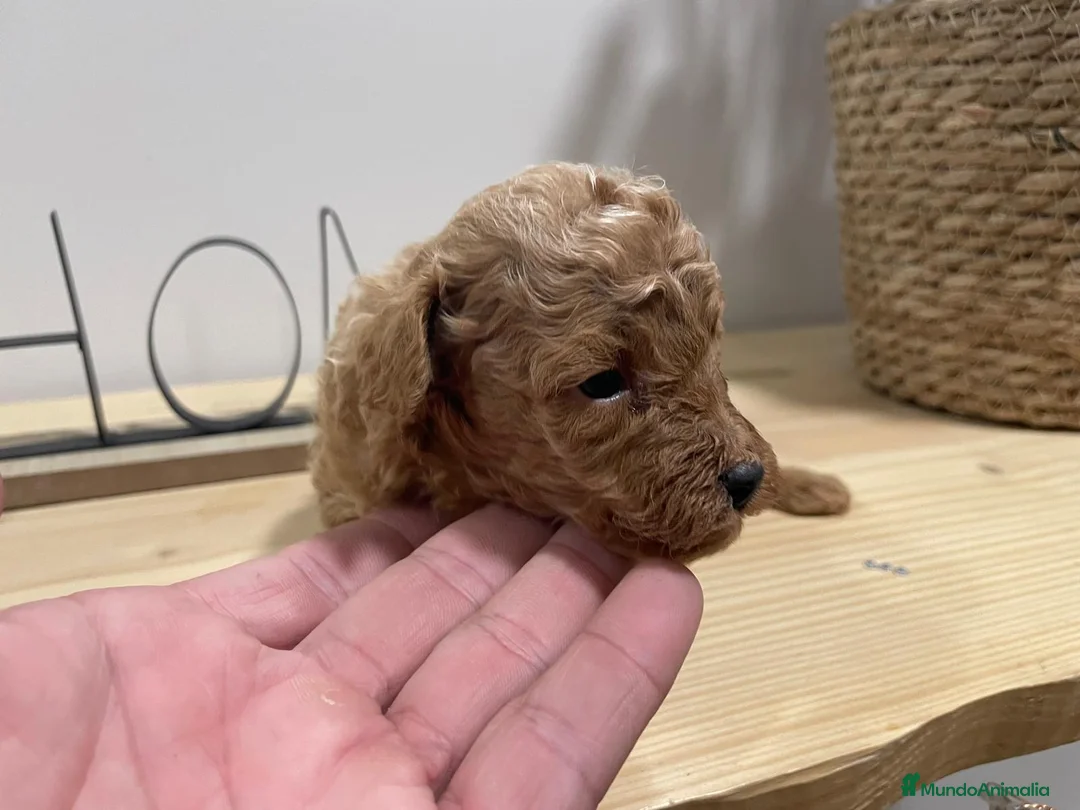 Caniche Toy perros en venta: caniche  - Anuncio 1