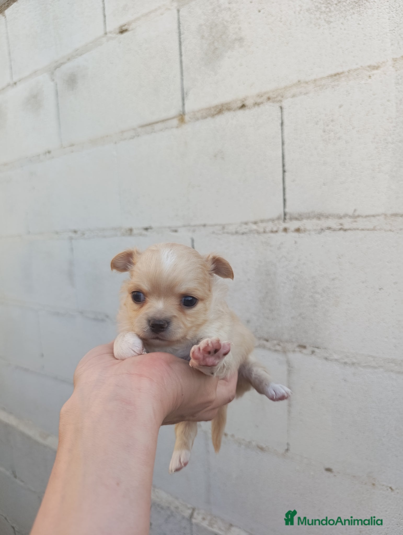 Chihuahua perros en venta: Chihuahuas - Anuncio 2