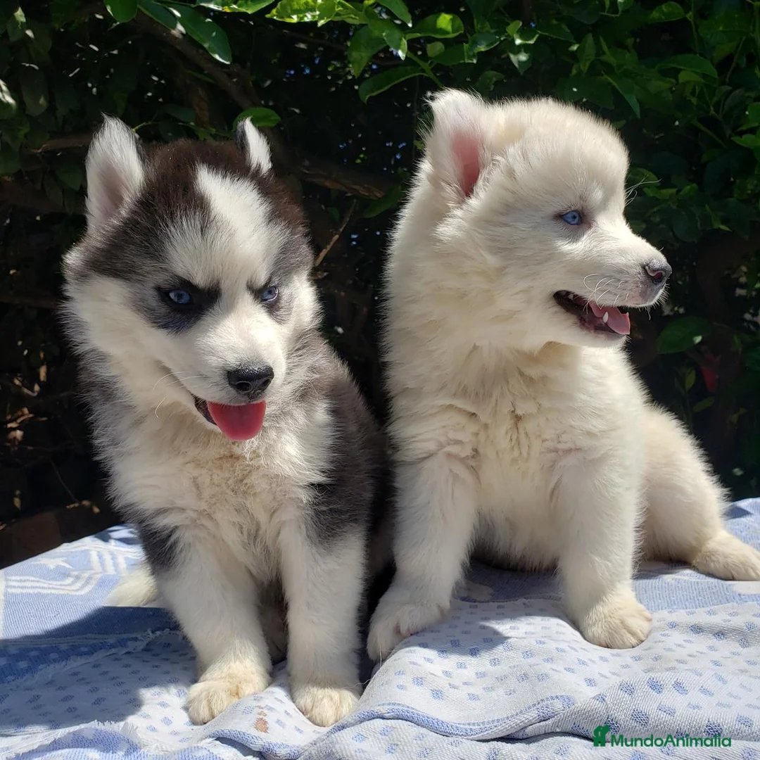 Husky Siberiano perros en venta: Hermosos cachorros husky!! - Anuncio 2
