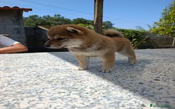 Shiba Inu perros en venta: SHIBA INU PONTEVEDRA - Imagen 6