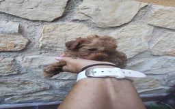 Caniche Enano perros en venta: Camada de caniche rojo - Imagen 7