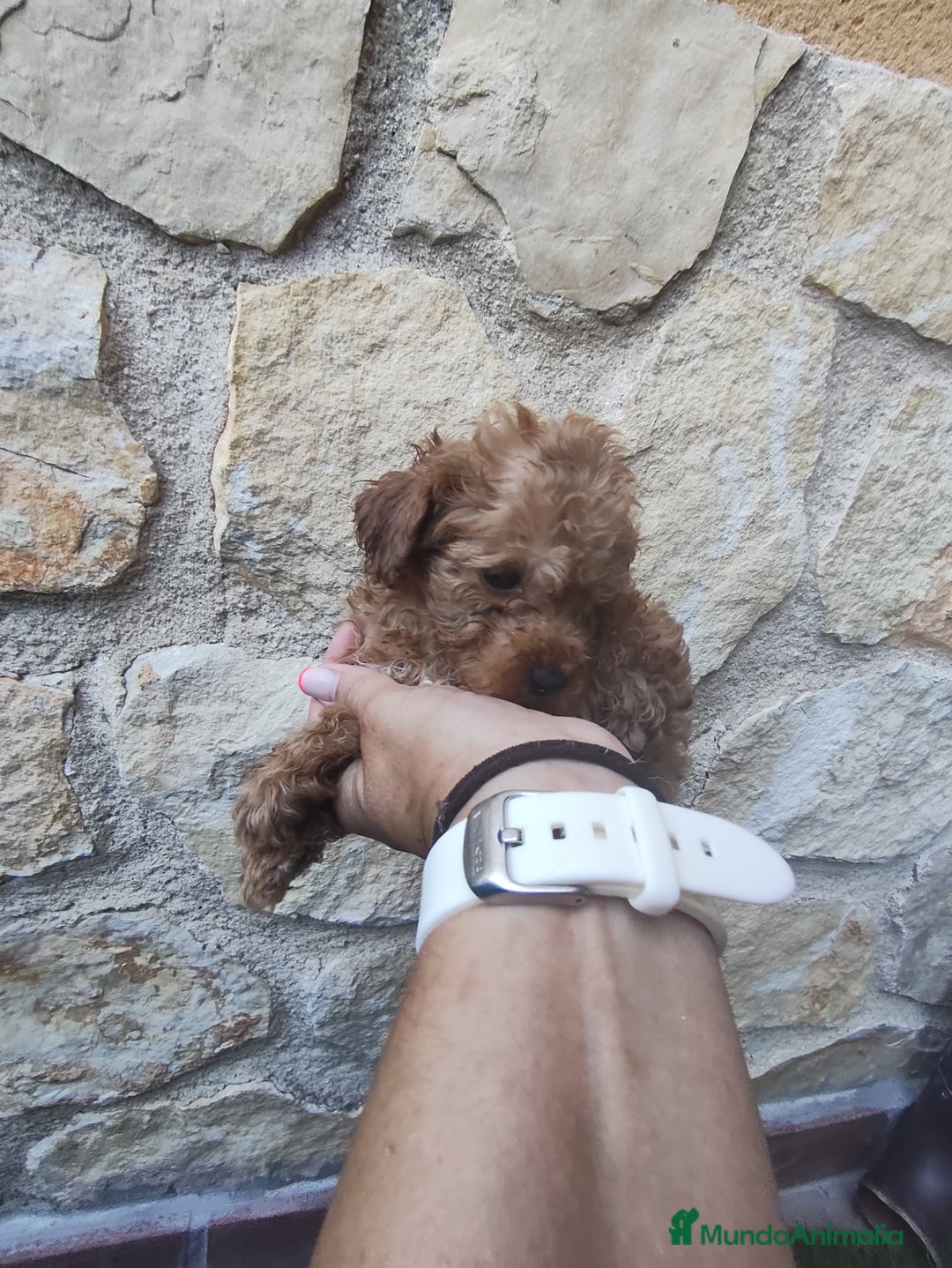 Caniche Enano perros en venta: Camada de caniche rojo - Imagen 7
